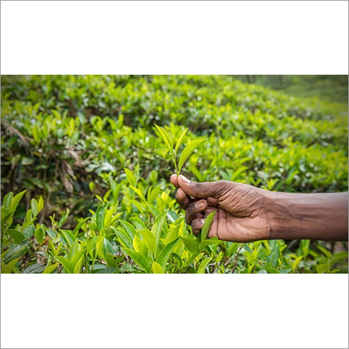 Green Assam Tea Leaf