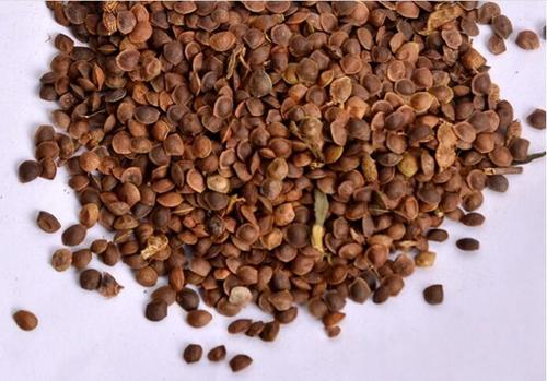 High Germination Rate Plants Seeds Mimosa Pudica Seed For Planting