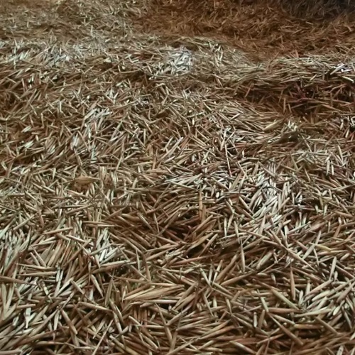 Zi Zhu Bamboo Seeds High Germination Hot Sale Bulk Black Bamboo Seeds