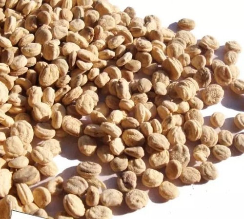 High Quality GMP Factory Provide Wholesale Price Spot Supply Panax Ginseng Seeds for plant