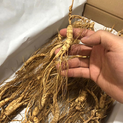 Pure Natural Wild Ginseng Root