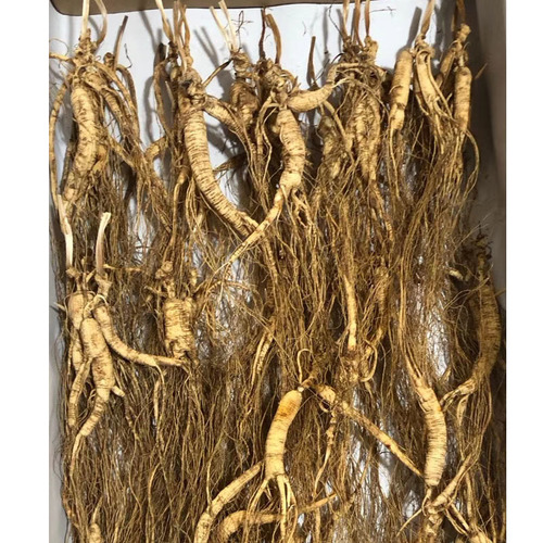 Organic Northeast Specialty Origin Tonic Ginsenoside Ginseng