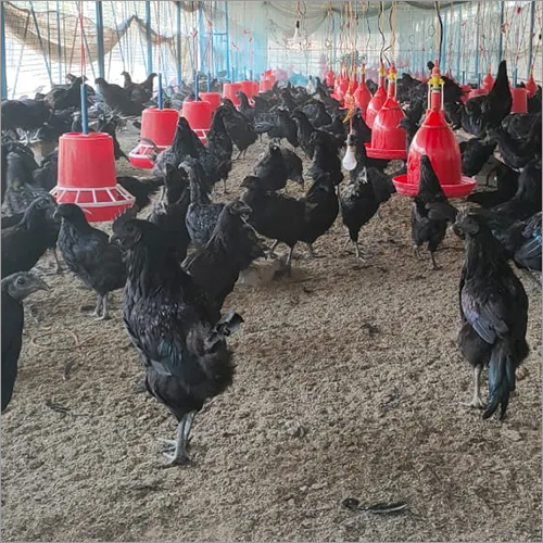 Fresh Kadaknath Chicken - Adult Black Breed | Organic, Fat-Free, Cancer-Preventing, Rich in Iron and Amino Acids for Heart and Diabetic Health