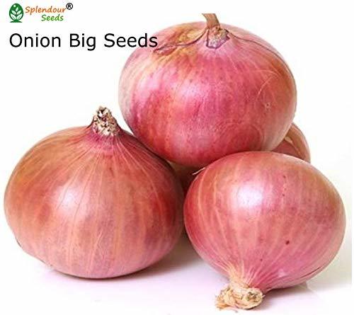 Medium Red Onions