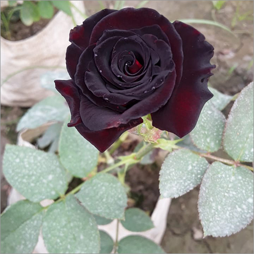 real black rose bush