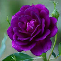 Blue Fire Rose Plant