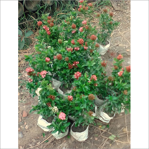 Jungle Geranium Plant