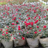 Red Mini Plant