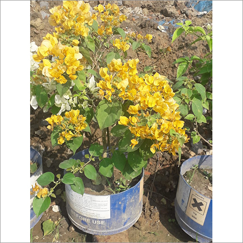 Yellow Flower Plant