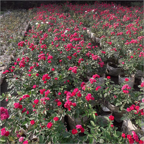 Red Roses Plant