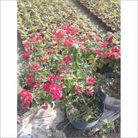 Red Flower Plant
