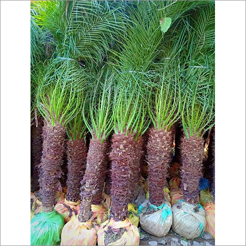 Hybreed Date Palm Plant