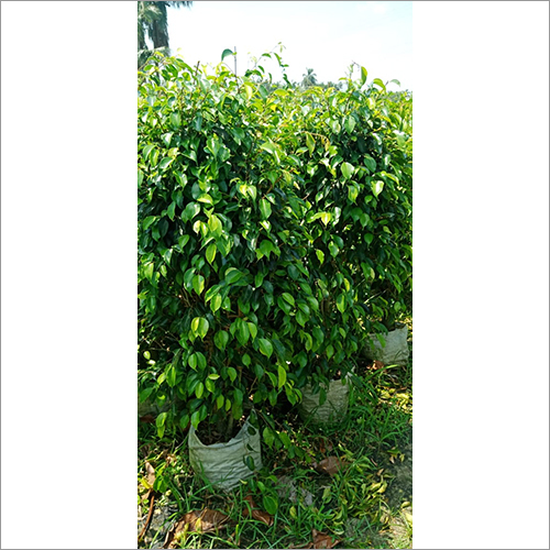 Ficus Plant