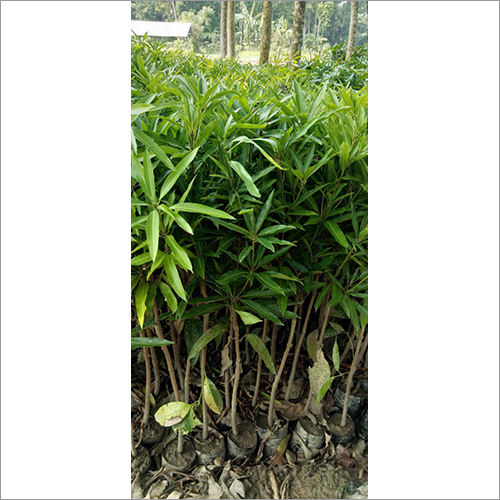 Mango Plant