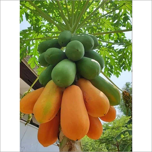 Hybreed Papaya Plant