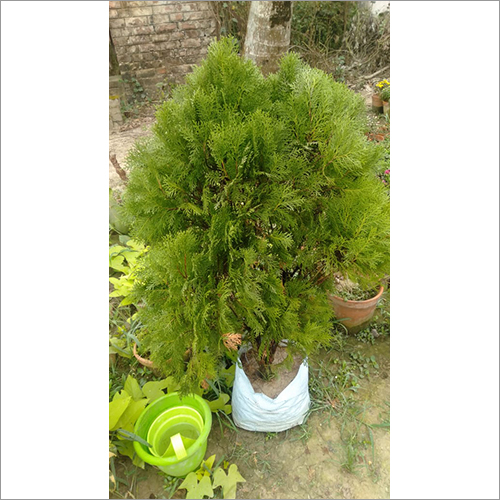 Jhaw Plant