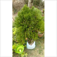 Jhaw Plant