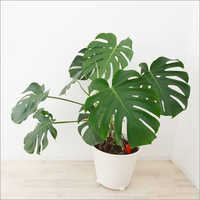 Swiss Cheese Plant