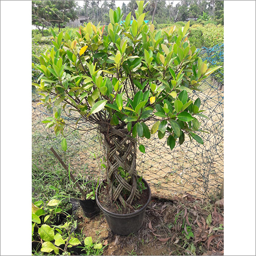 Buxus Plant