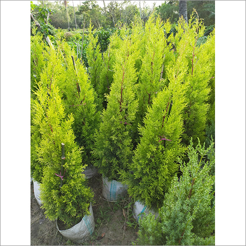Emerald Green Plant