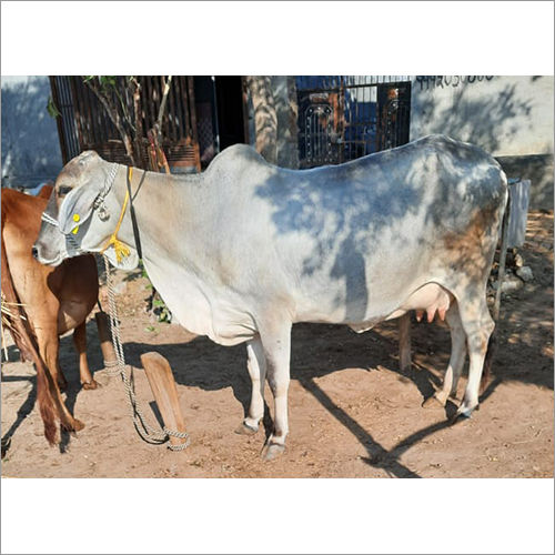 Indian Tharparker Cow