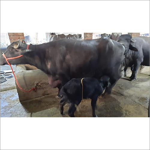 Black Murrah Buffalo Supplier