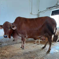 Pure Sahiwal Cow