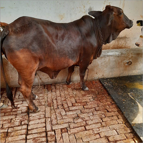 Red And Brown High Milk Black Sahiwal Cow