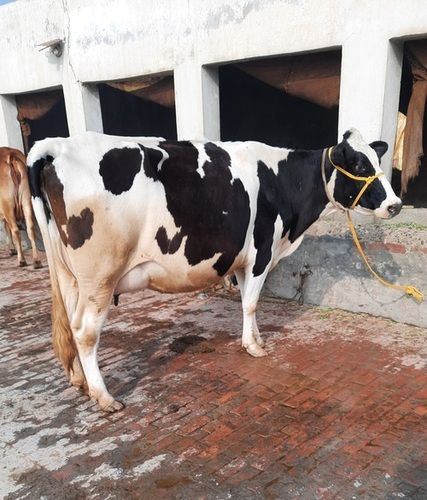 White And Black Pure Hf Cow