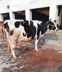 Pure Hf Cow, Milk Production 20 Liter Per Day at INR in - Main Image