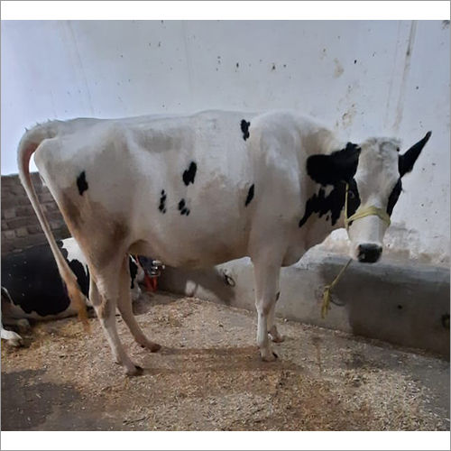 White And Black Indian Hf Cow