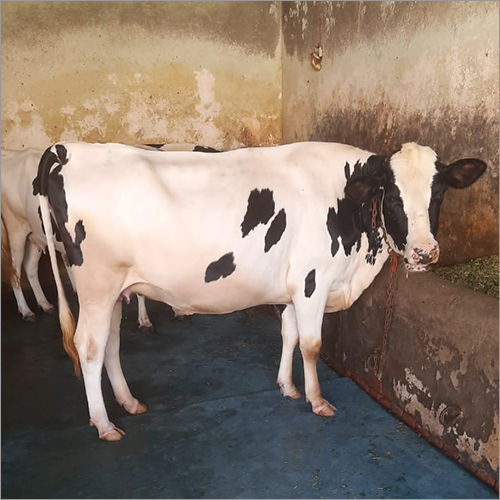 White And Black High Yield Hf Cow