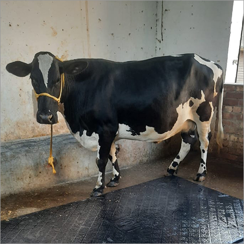 White And Black HF Cow Supplier and Trader In Karnal Haryana