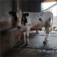 HF Breed Dairy Cow