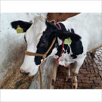 High Milk Production HF Cow