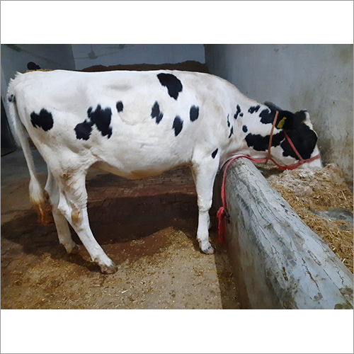 100% Pure Dairy pregnent HF Cow