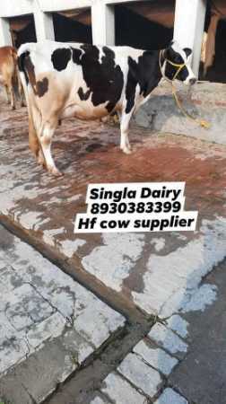 HfCross Breed Cow