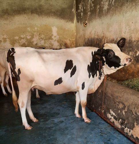 Cross Breed Top Quality Hf Cow