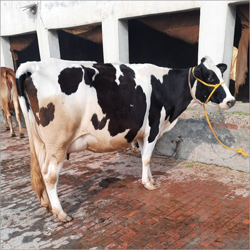 Hf Breed Dairy Cow