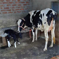 Best Quality Dairy HF Cow