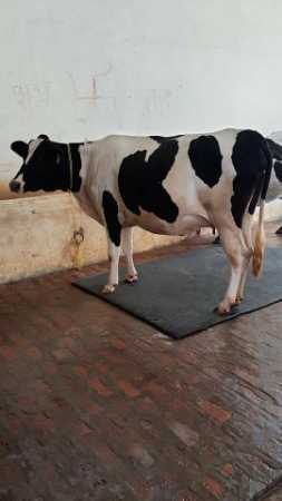 White HF Cow In Haryana