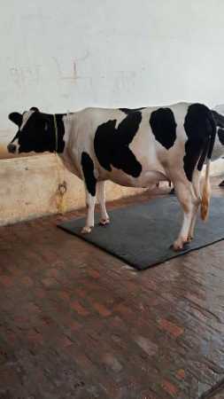 30litre milk hf cow