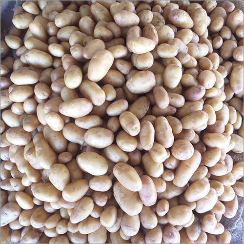 Fresh Potato - Organic | Natural Shape for Versatile Culinary Uses
