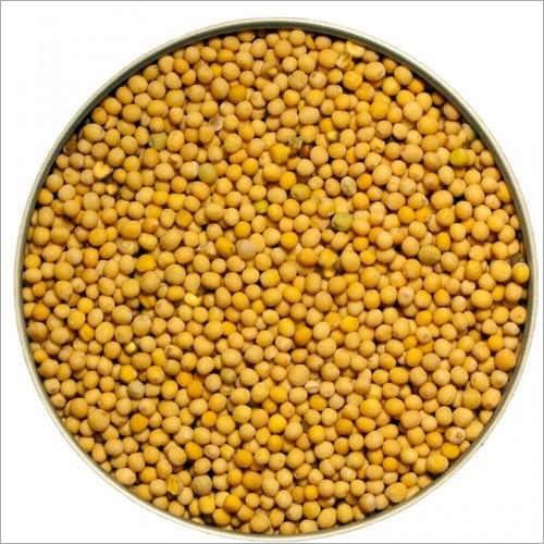 Raw Yellow Mustard Seed