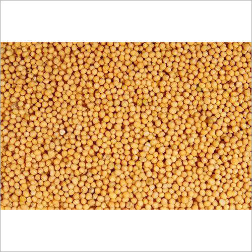 Natural Yellow Mustard Seed