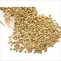 Coriander Seed
