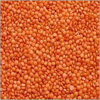 Whole Masoor Dal