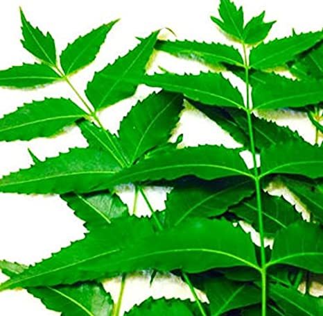 NEEM LEAVES
