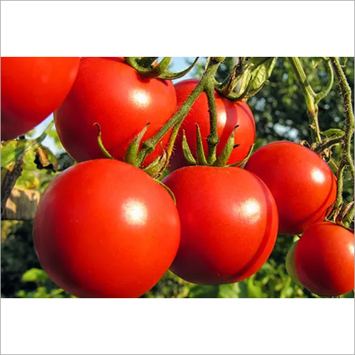 Fresh Tomato