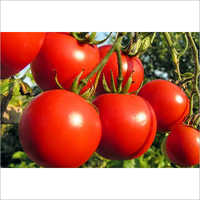 Fresh Tomato